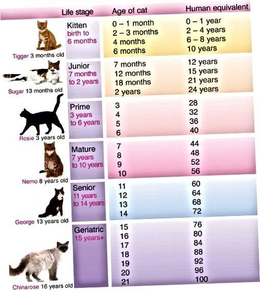 Как посчитать возраст собаки по человеческим меркам