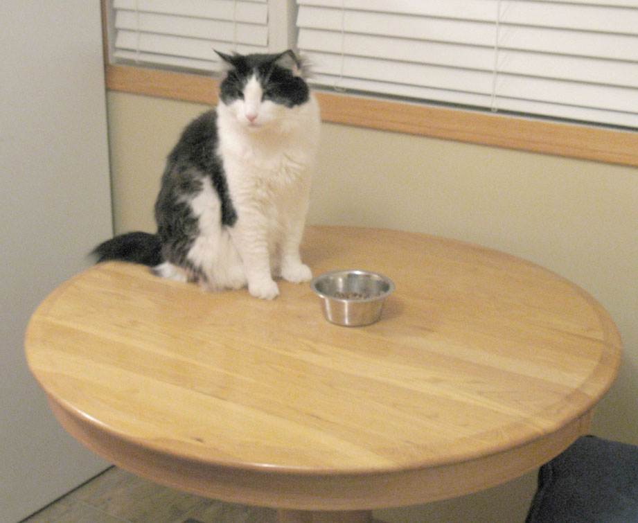 Как отучить кота лазить по столам и воровать еду