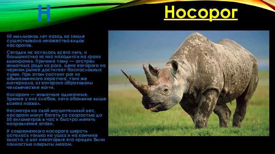 Яванский носорог