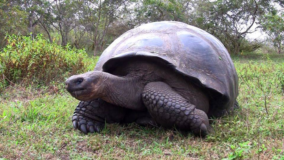 Черепаха ползет в 6 раз медленнее чем. Архелон гигантская черепаха. Гигантские черепахи самка. Черепаха Джонатан. Рядом с черепахой.