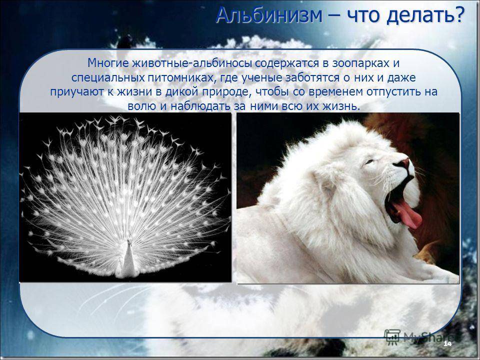 Животные-альбиносы: фото и описания редких видов