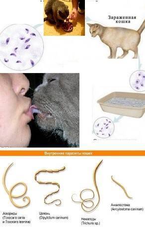 Можно ли заразиться глистами от кошки