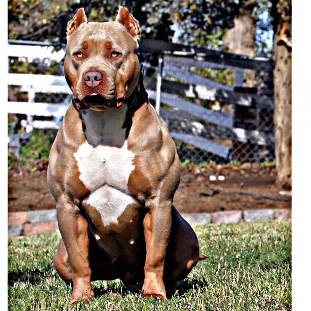 Силачи и атлеты собачьего мира