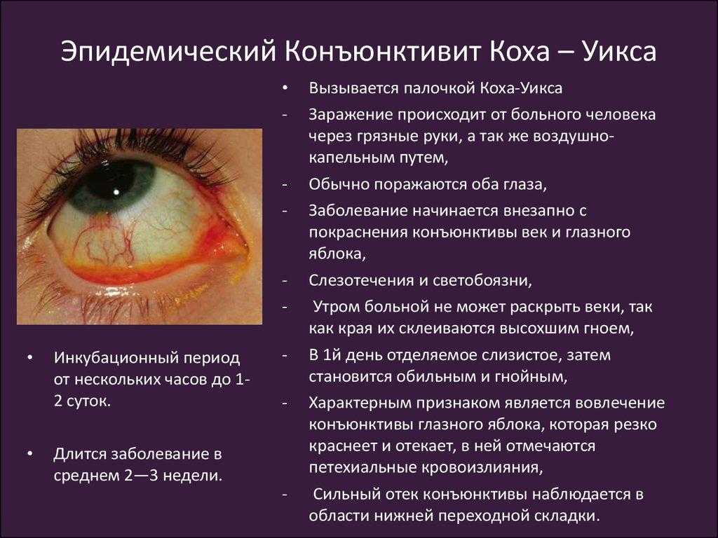 Частые болезни шиншилл и как их распознать