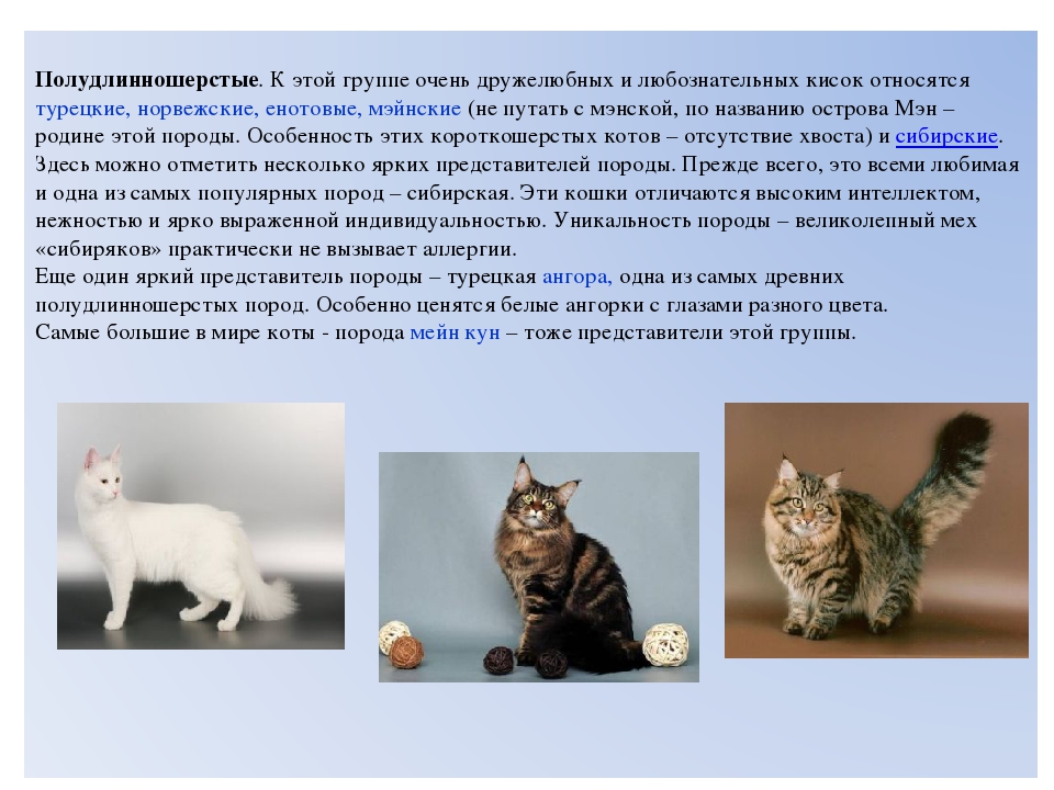 Порода кошек без хвоста: виды, содержание, уход