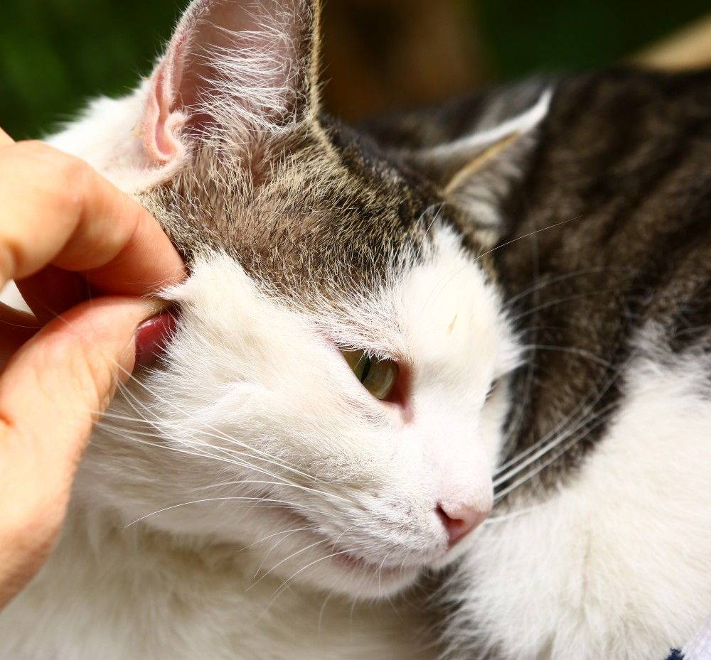 Кожные заболевания у кошек: разновидности, признаки и методы лечения | звери дома