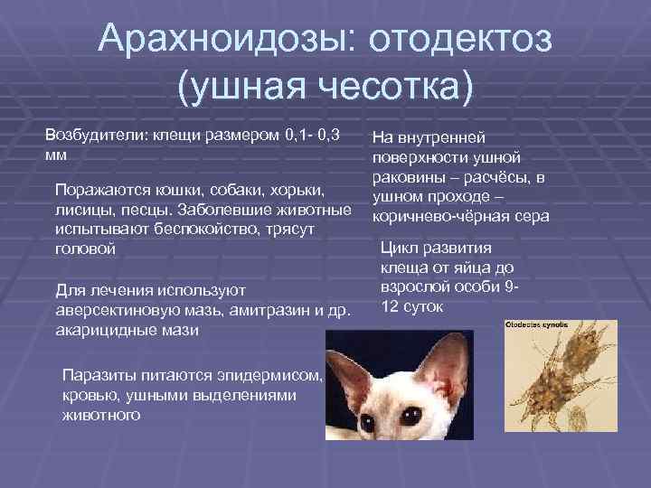 Ушной клещ у собак (отодектоз): фото, симптомы и лечение