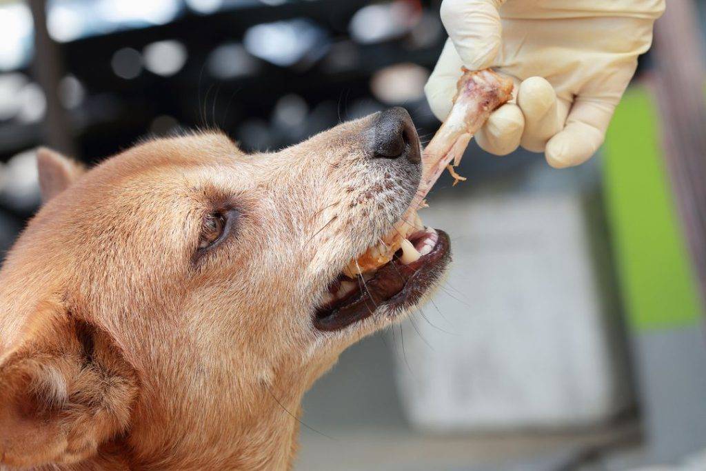 Как помочь собаке, которая съела кость: правила оказания первой помощи