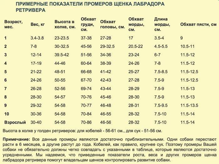 Алабай: описание, уход, питание и дрессировка