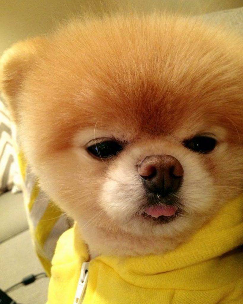 Самые милые породы собак с фото и названиями: топ 20 собачек