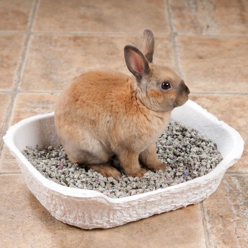 Как приучить кролика к лотку, нужен ли туалет для декоративного кролика