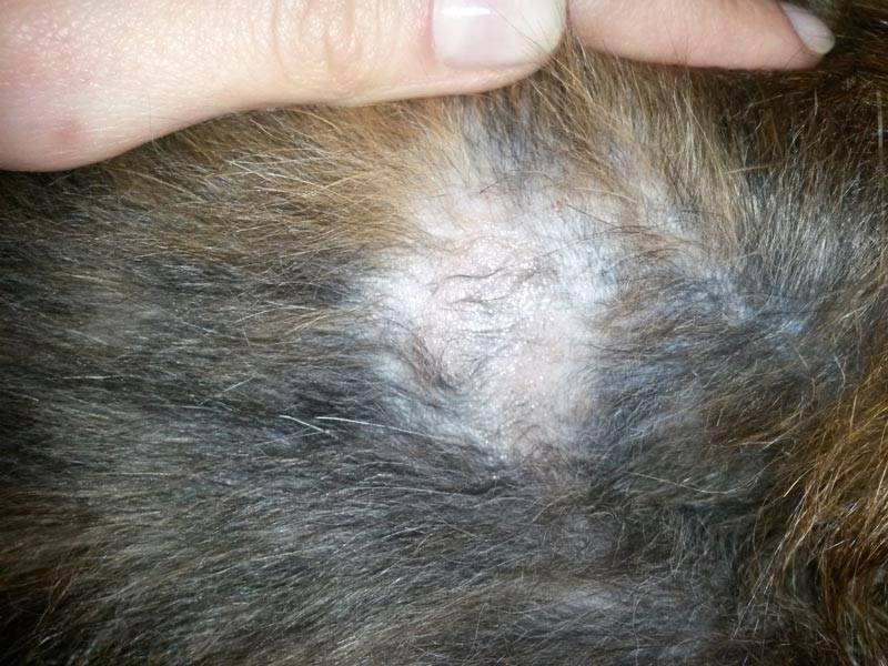 Перхоть у кошки на спине около хвоста: причины и лечение