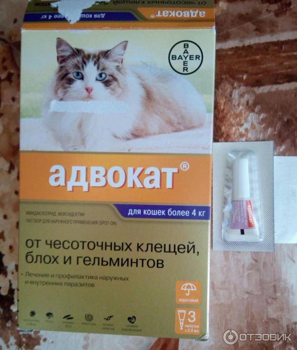 Обзор и способы применения капель и таблеток против клещей для кошки