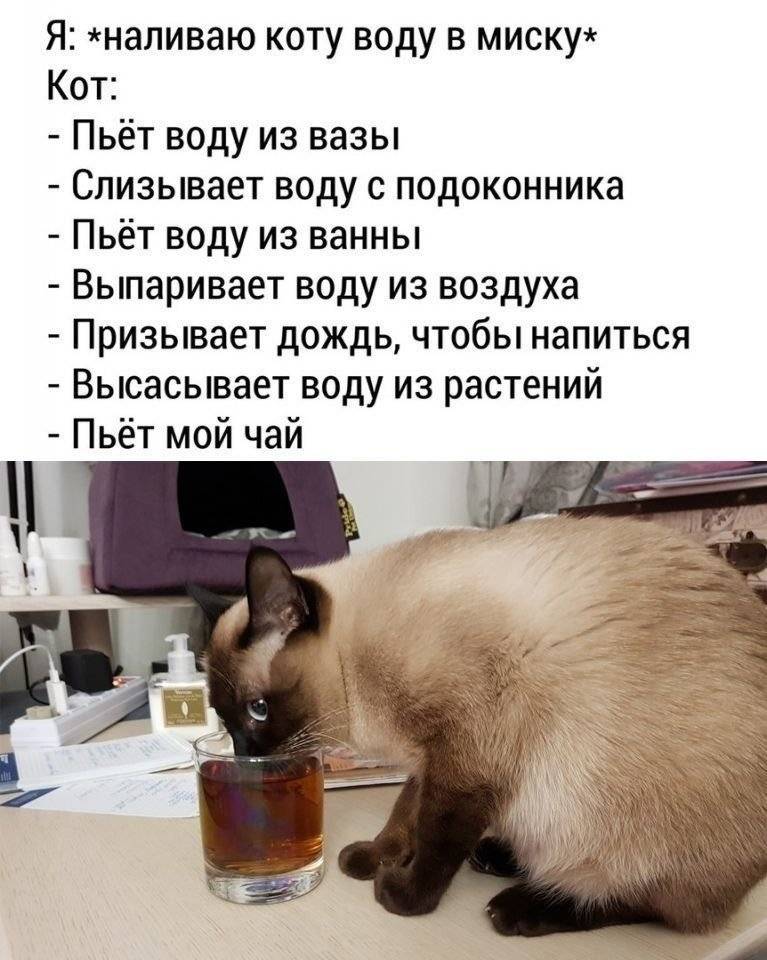 Почему кошка много пьет?