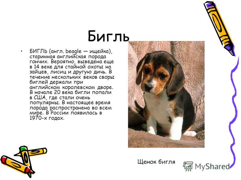 Порода собак бигль: фото, описание породы, характера, ухода