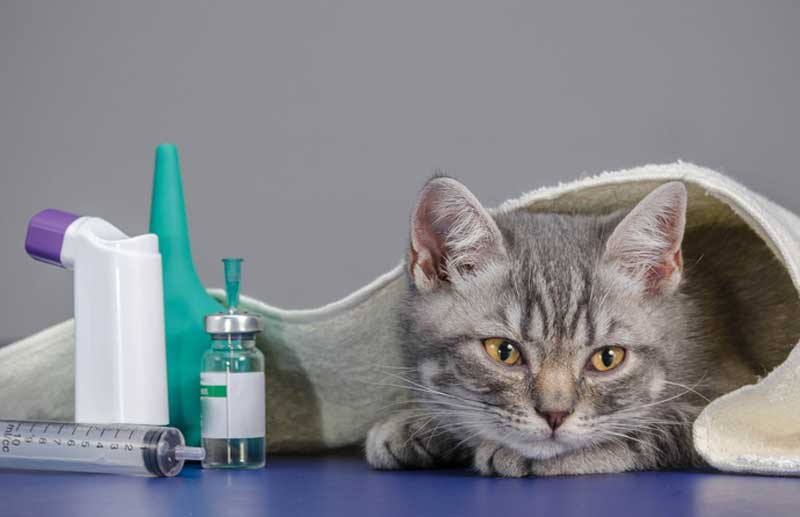Можно ли кошкам водку для профилактики инфекции