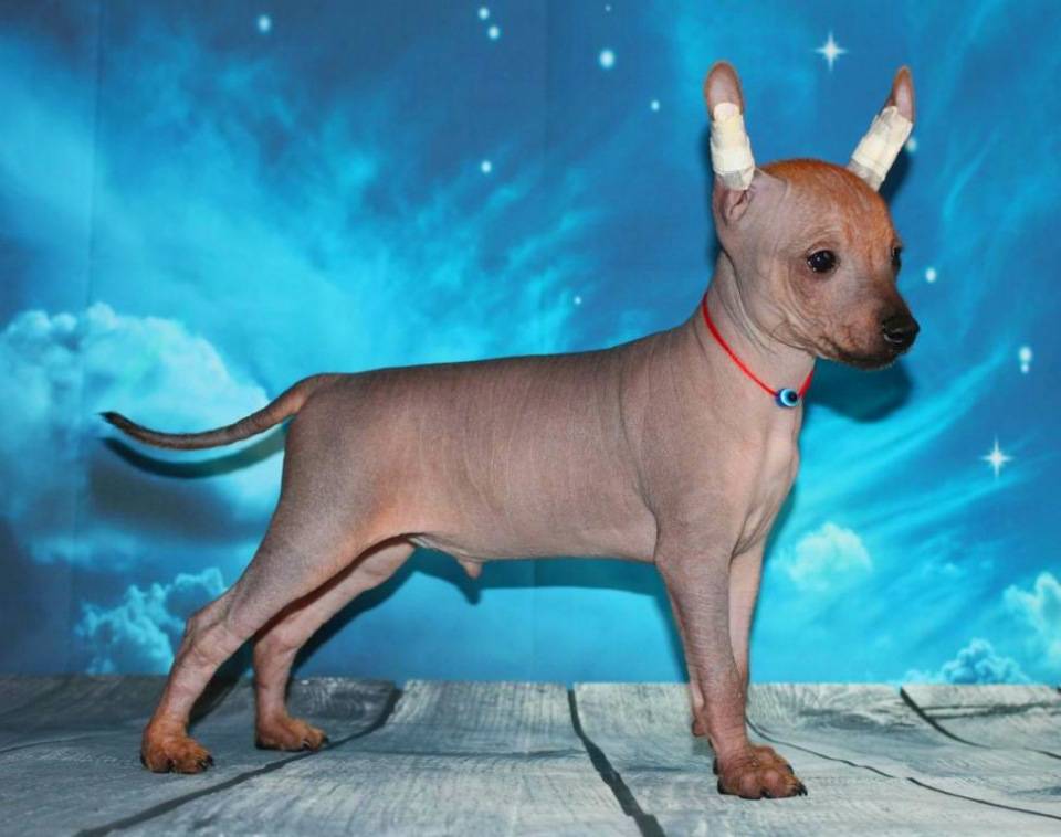 Мексиканская голая собака ксолоитцкуинтли: описание, фото, характер и особенности содержания породы