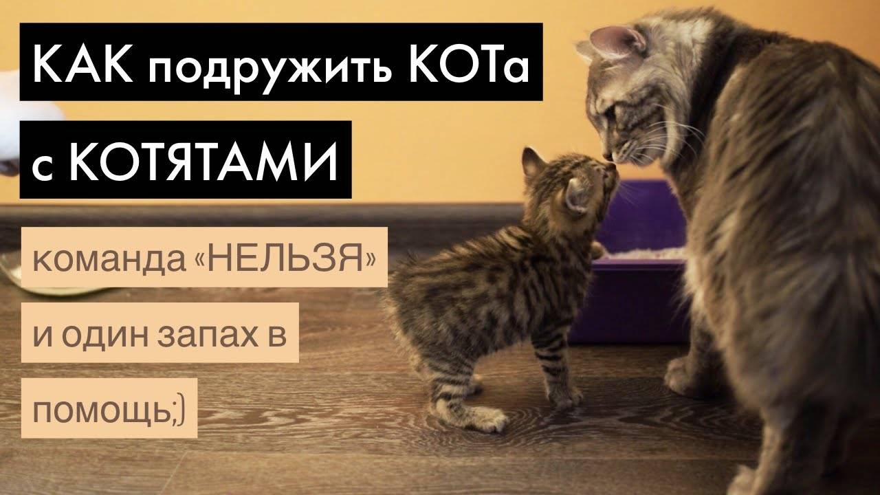 Как подружить в одной квартире двух кошек, котов или котят