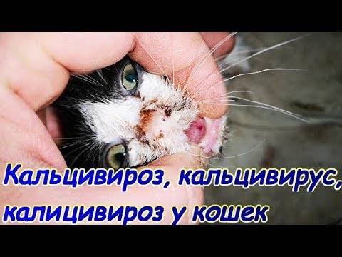 Воспаление слюнных желез. сиалоаденит
