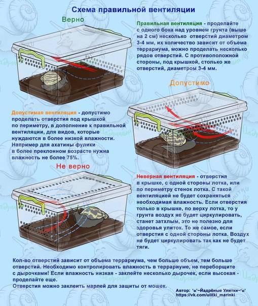 Cамый крупный брюхоногий моллюск - виноградная улитка и ее содержание в домашних условиях - аквариумный мир