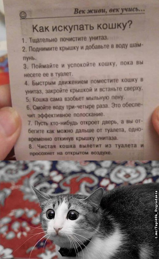Как правильно мыть кошку в домашних условиях, советы по купанию питомца, даже если он боится воды