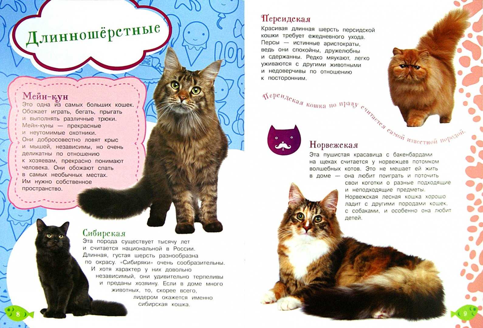 Как воспитывать котенка в домашних условиях: способы наказания и поощрения