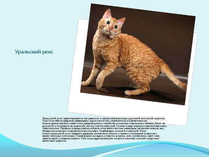 Селкирк-рекс: фото и описание породы кошек (характер, уход и кормление)