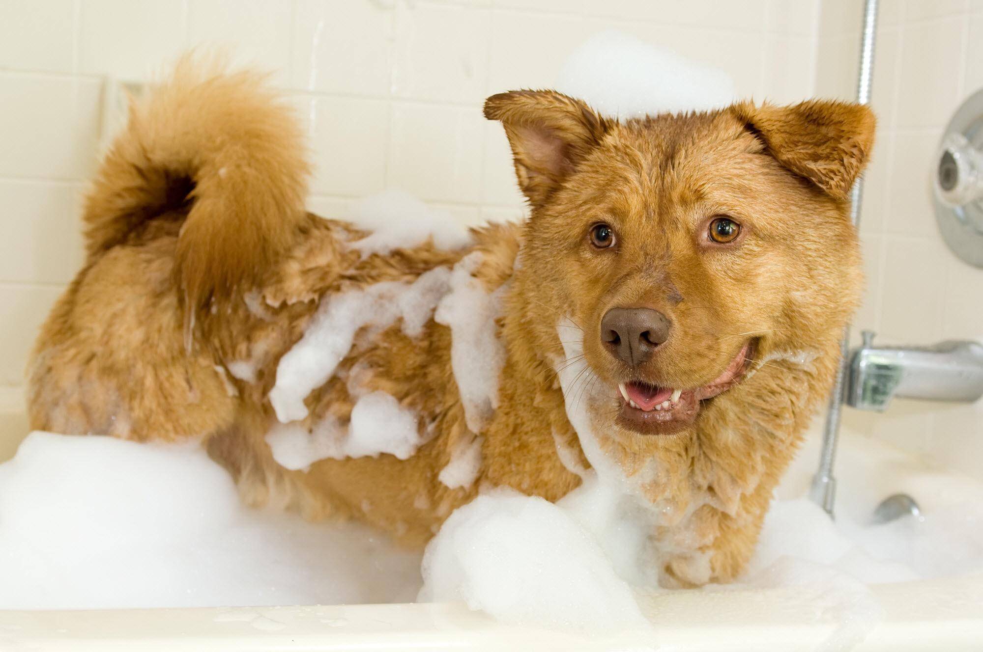 Что будет если помыть собаку человеческими шампунями: разрешается ли это
