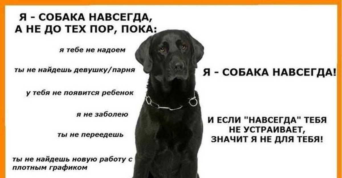 6 причин, почему две собаки лучше, чем одна - hidogs.ru