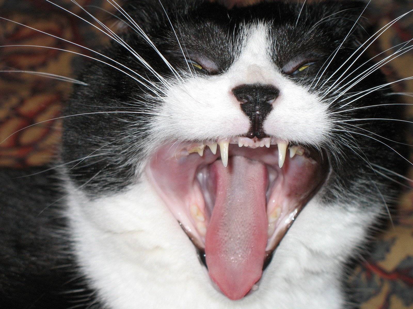 Что делать, если у кошки посинел язык?