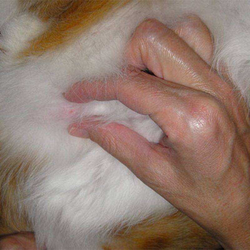 У кошки шишки по всему телу: причины, последствия.