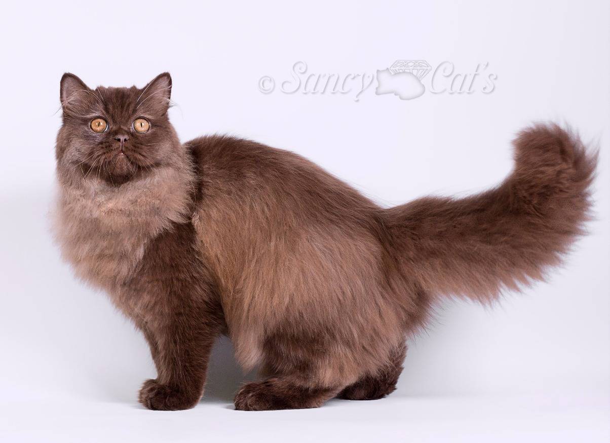 Порода британская длинношерстная кошка