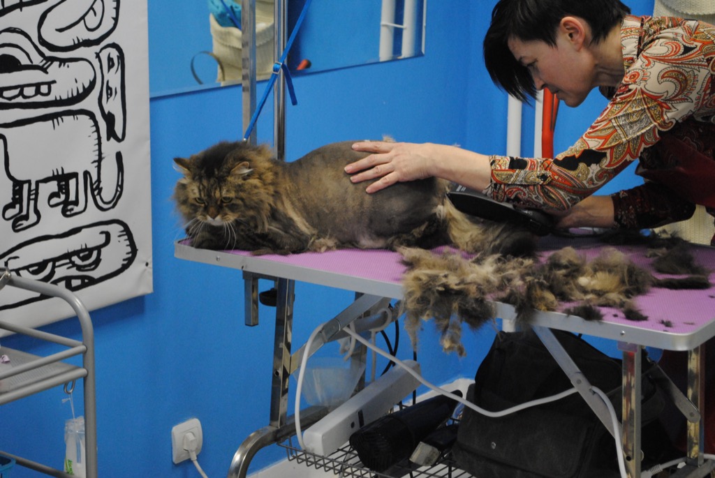 Как подстричь кота: стрижка шерсти кошки в домашних условиях