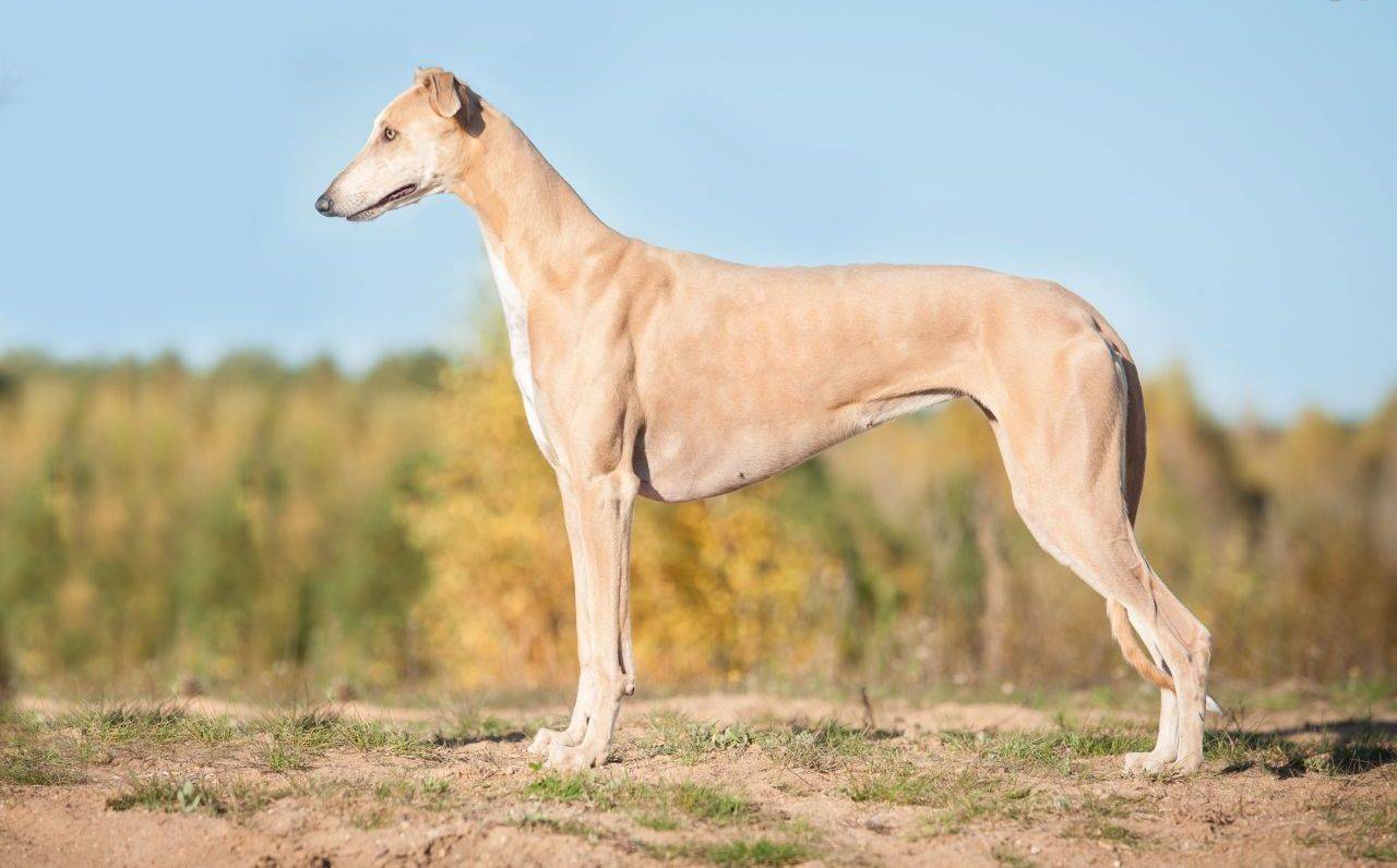 ᐉ описание породы собак грейхаунд с отзывами владельцев и фото - zoogradspb.ru