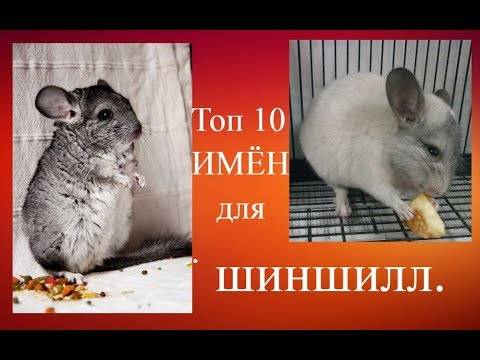 Имена для шиншилл мальчиков