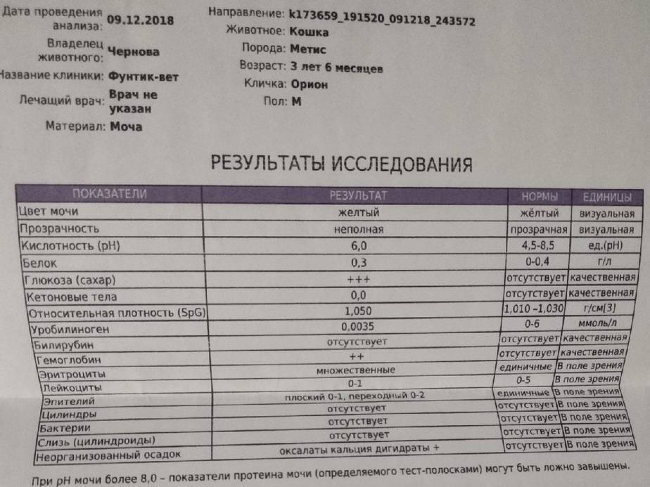 Кровь в моче у кошки