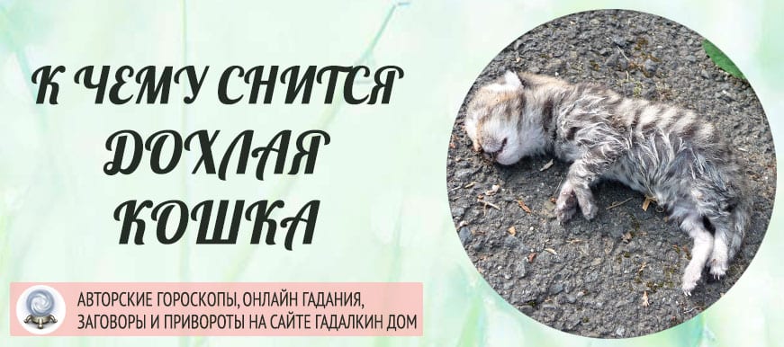 Говорящий кот