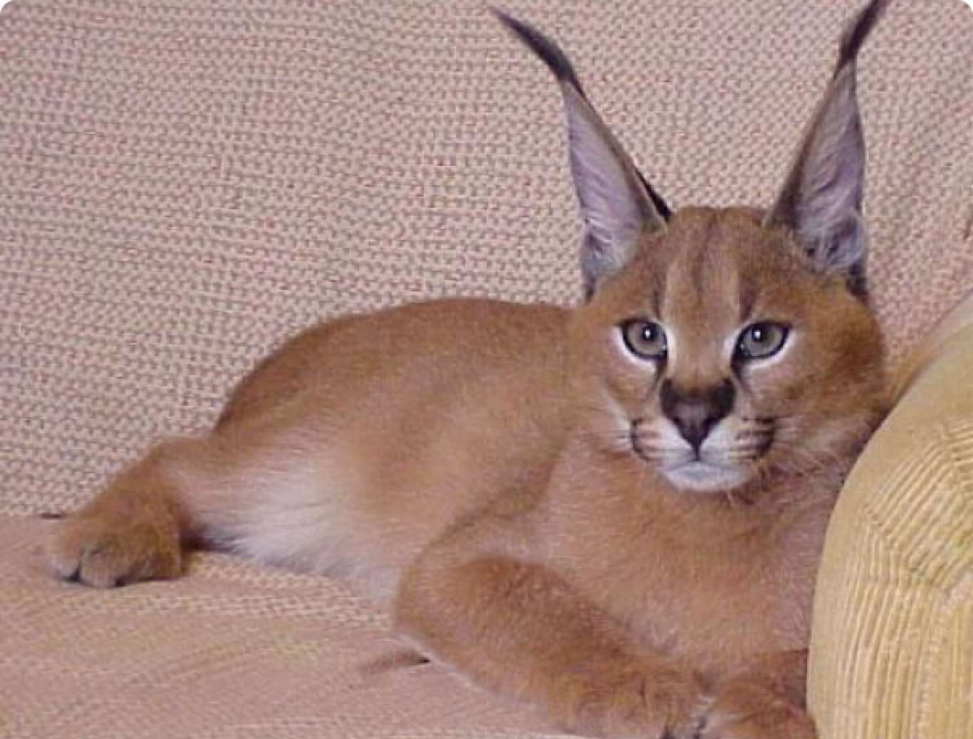 Кошки с кисточками на ушах: мейн-куны, бенгальские, сибирские