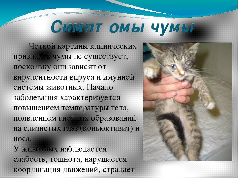 Панлейкопения у кошек: симптомы, профилактика | блог ветклиники "беланта"