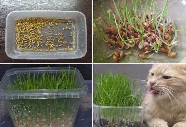 Почему кошкам нужна трава