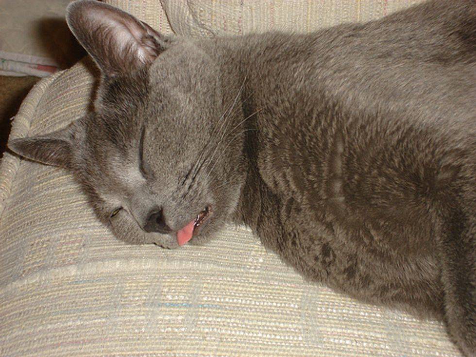 Спать с высунутым языком. Спящий кот с высунутым языком. Спящий кот с языком.