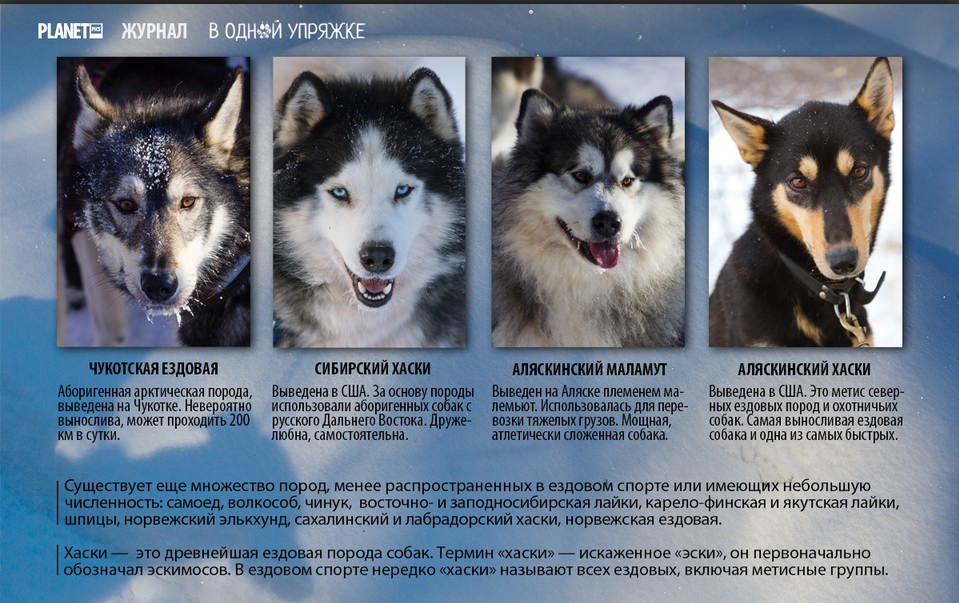 Сибирский хаски: описание породы, характер, уход, фото и отзывы владельцев