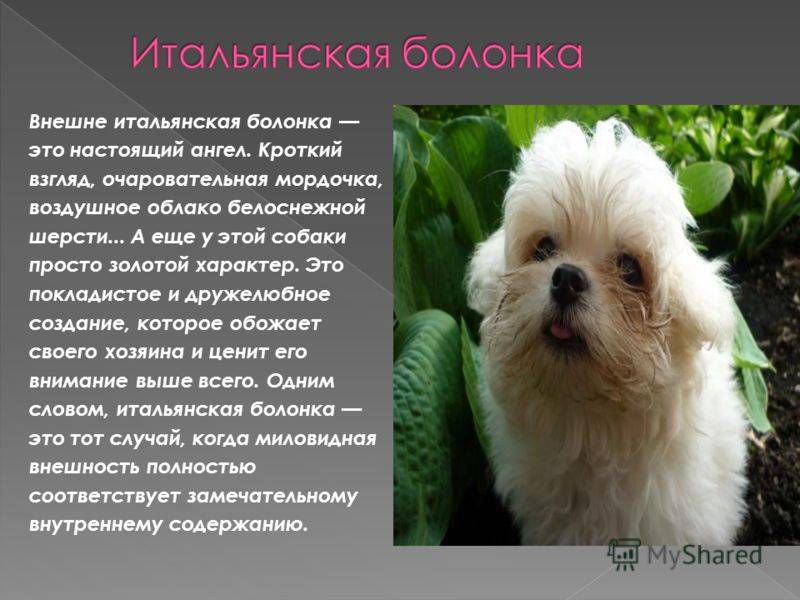 Мальтезе - 99 фото образцовых экземпляров мальтийской болонки