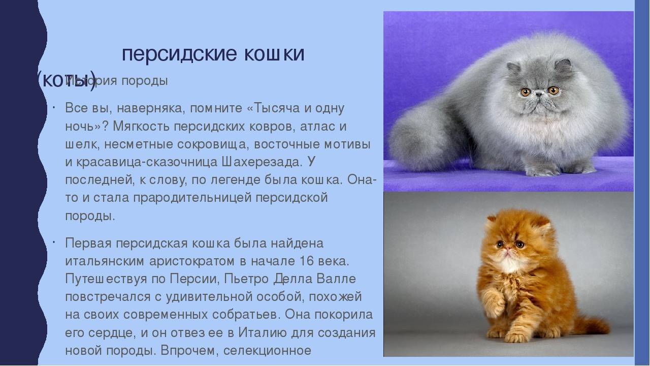 Кошки курильский бобтейл: характер, особенности породы, экстерьер, фото