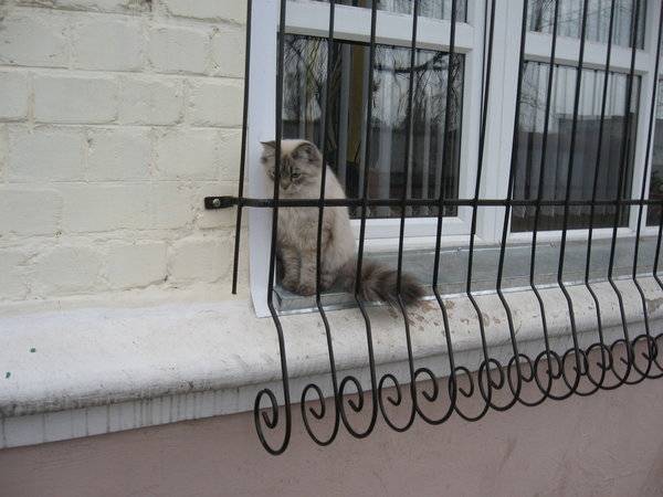 Сетка "антикошка" — безопасное решение для домашних животных :: syl.ru