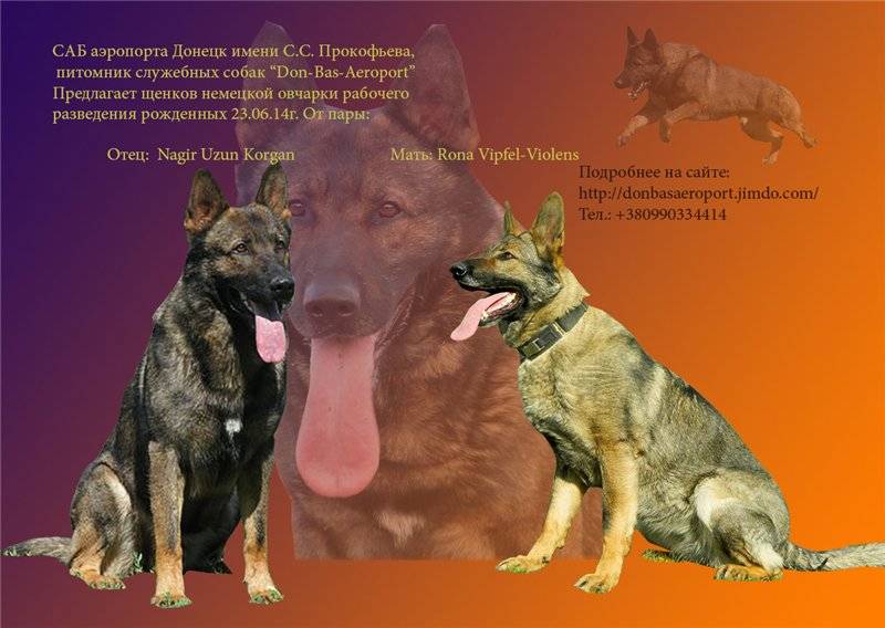 Клички для собак немецких овчарок: как назвать щенка мальчика и девочку, список красивых и поппулярных имен
