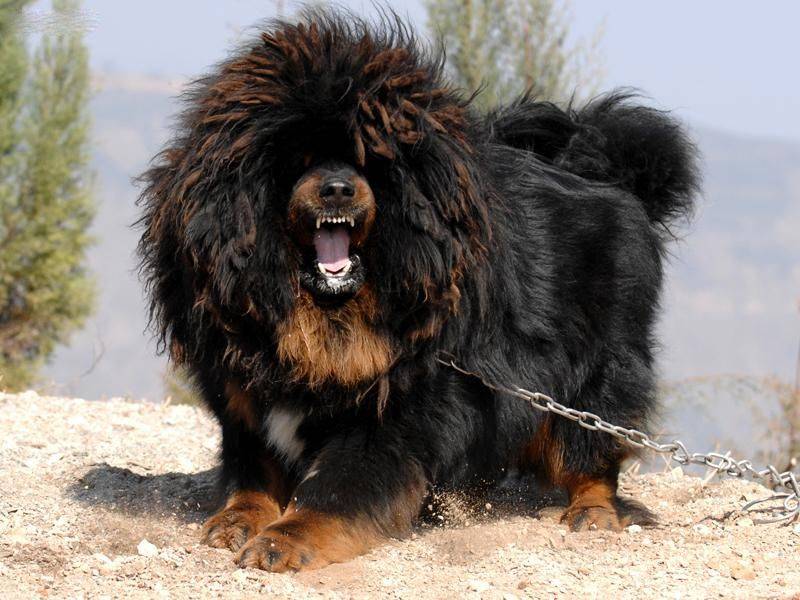 Самая большая собака в мире – тибетский мастиф |
