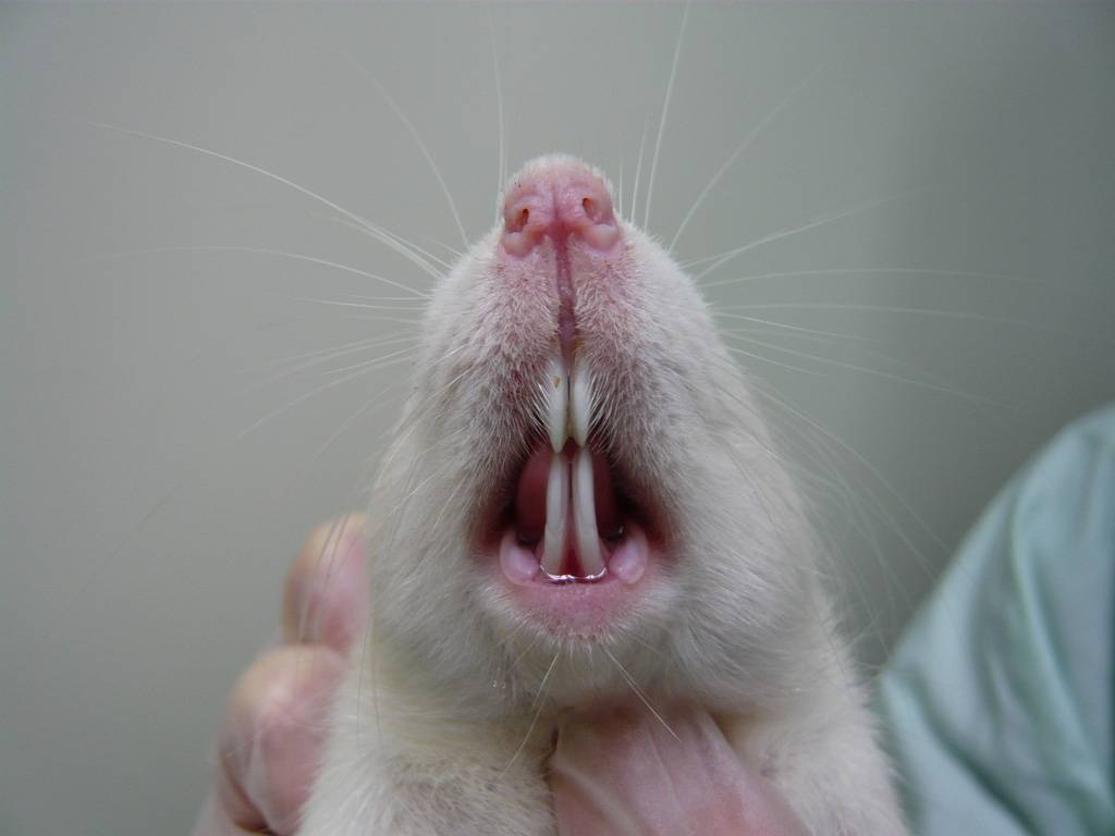 Сколько зубов у крысы, особенности и строение, уход за зубами