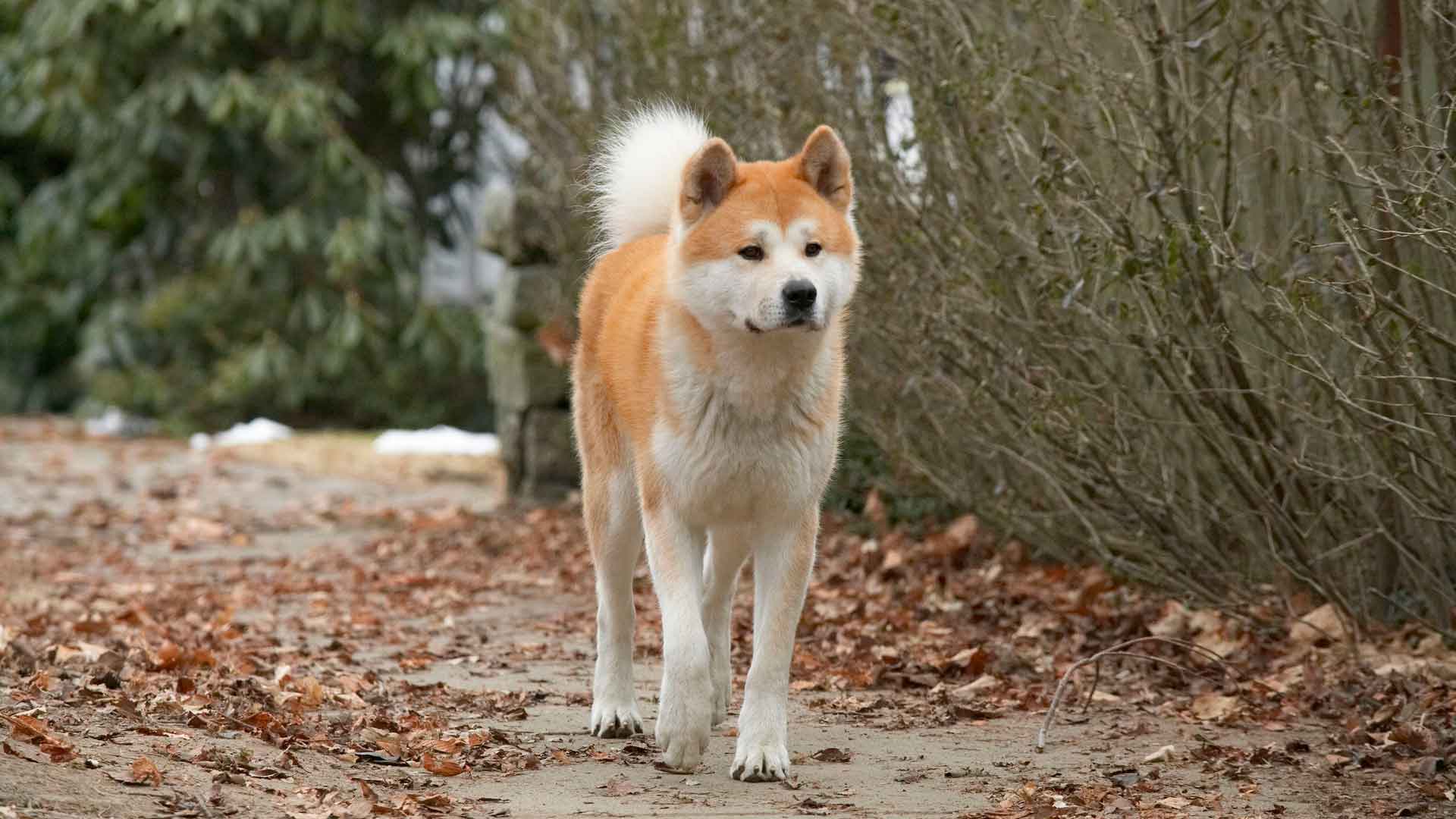 Порода собаки из фильма хатико - как называется, фото