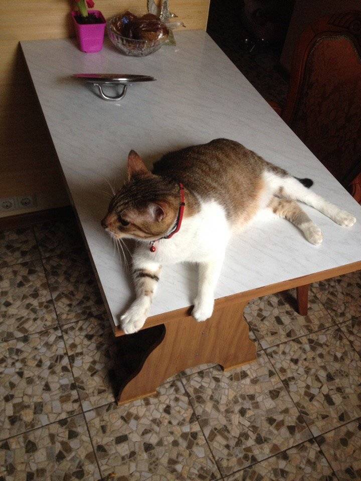 Как отучить кота лазить на стол и подоконник